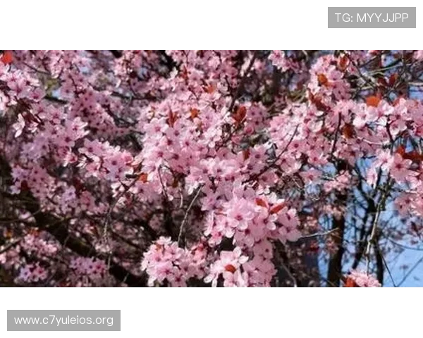 腾龙公司娱乐客服电话全天在线服务,提供专业的游戏技术支持与账号咨询